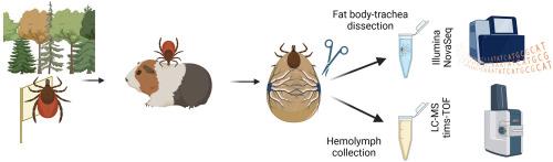 From the fat body to the hemolymph: Profiling tick immune and storage proteins through transcriptomics and proteomics