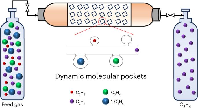 Dynamic molecular pockets on one-dimensional channels for splitting ethylene from C2–C4 alkynes