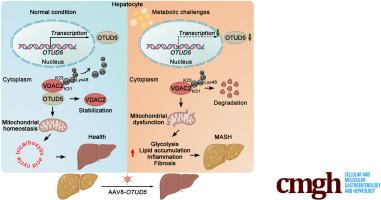 Hepatocyte Deubiquitinating Enzyme OTUD5 Deficiency Is a Key Aggravator for Metabolic Dysfunction-Associated Steatohepatitis by Disturbing Mitochondrial Homeostasis