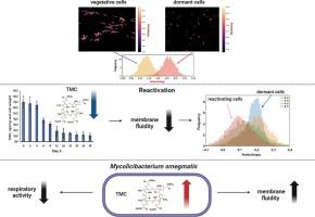 The accumulation of methylated porphyrins in dormant cells of Mycolicibacterium smegmatis is accompanied by a decrease in membrane fluidity and an impede of the functioning of the respiratory chain