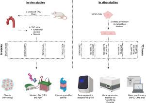 Sacubitril/valsartan reduces proteasome activation and cardiomyocyte area in an experimental mouse model of hypertrophy