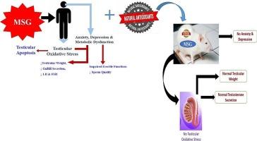 Disruptive consequences of monosodium glutamate on male reproductive function: A review