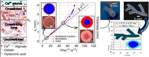 Modeling calcium diffusion and crosslinking dynamics in a thermogelling Alginate-Gelatin-Hyaluronic acid ink: 3D bioprinting applications