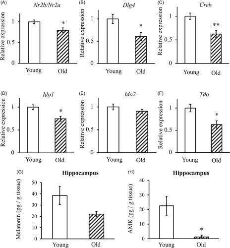 N1-Acetyl-5-methoxykynuramine, which decreases in the hippocampus with aging, improves long-term memory via CaMKII/CREB phosphorylation