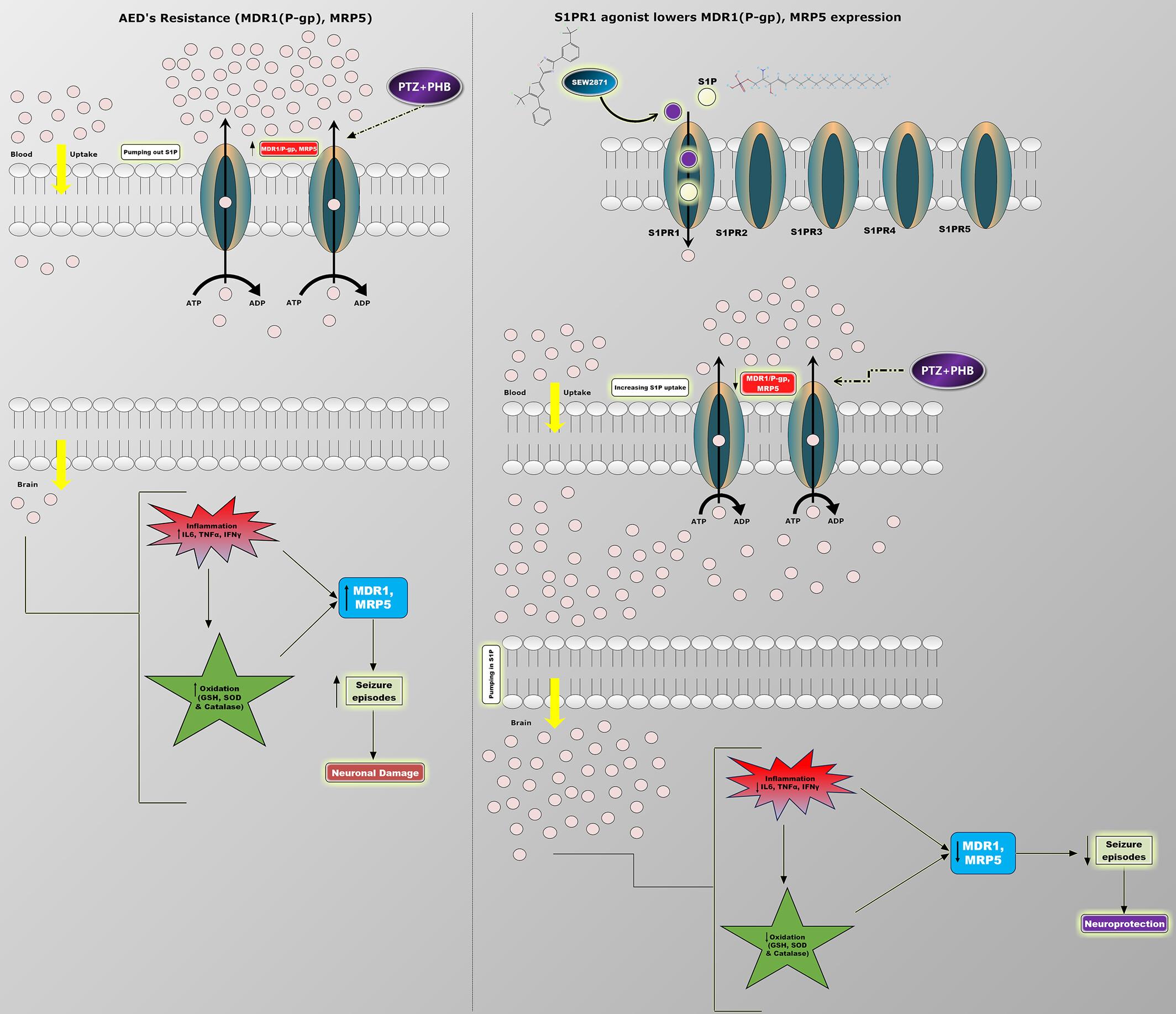 SEW2871 reduces seizures via the sphingosine 1-phosphate receptor-1 pathway in the pentylenetetrazol and phenobarbitone kindling model of drug-refractory epilepsy