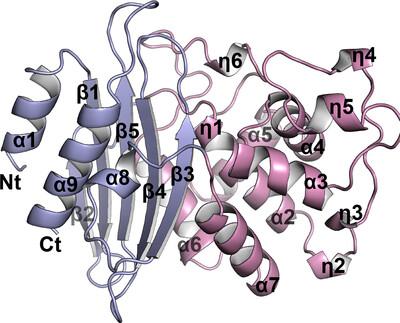 Biochemical and structural characterization of a class A β-lactamase from Nocardia cyriacigeorgica