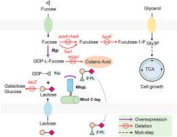 Construction of an engineered Escherichia coli for effective synthesis of 2′-fucosyllactose via the salvage pathway