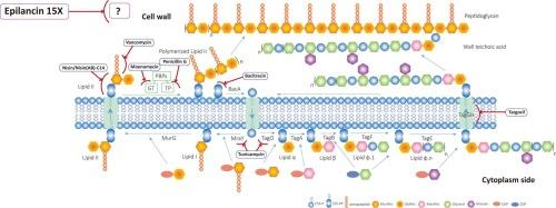 The enigmatic mode of action of the lantibiotic epilancin 15X