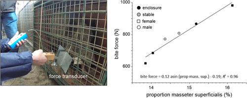 Cranial muscle architecture in wild boar: Does captivity drive ontogenetic trajectories?