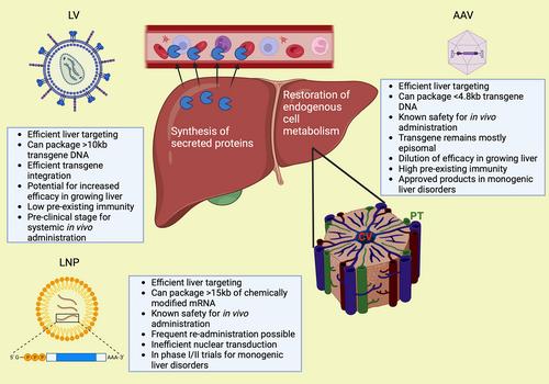 Liver-directed gene therapy for inherited metabolic diseases