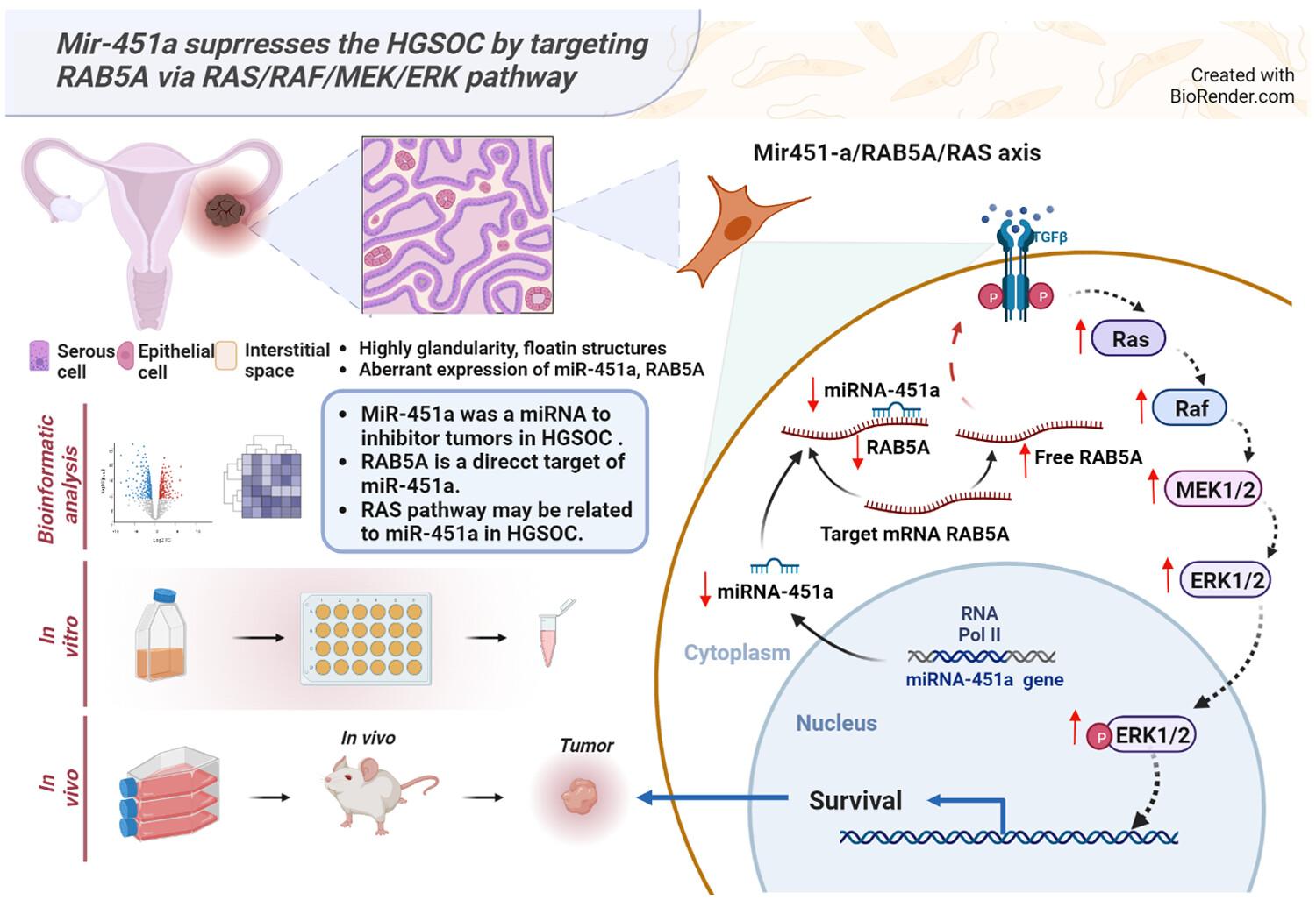 miR-451a suppresses the proliferation and migration of high-grade serous ovarian cancer by targeting RAB5A through the Ras/Raf/MEK/ERK pathway