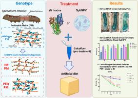 Peritrophins are involved in the defense against Bacillus thuringiensis and nucleopolyhedrovirus formulations in Spodoptera littoralis (Lepidoptera: Noctuidae)