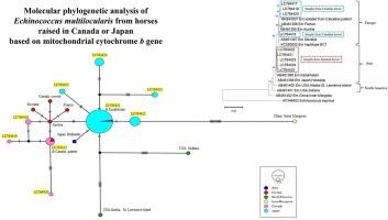 Molecular phylogenetic analysis of Echinococcus multilocularis from horses raised in Canada or Japan, using mitochondrial cytochrome b gene–targeted PCR