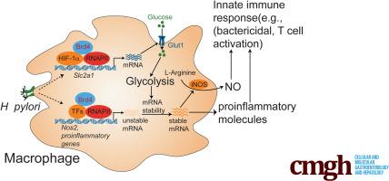 BRD4 Regulates Glycolysis-Dependent Nos2 Expression in Macrophages Upon H pylori Infection