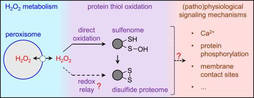 Peroxisomal hydrogen peroxide signaling: A new chapter in intracellular communication research