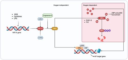 Tetralogy of Fallot: Hypoxia, the villain of the story?