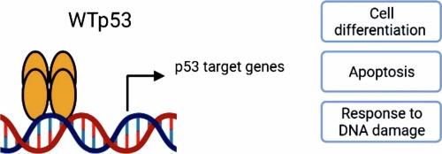 Therapeutic potential of combating cancer by restoring wild-type p53 through mRNA nanodelivery