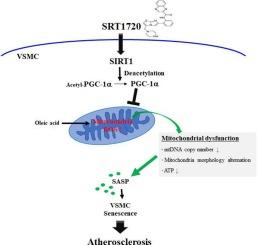 SIRT1-dependent PGC-1α deacetylation by SRT1720 rescues progression of atherosclerosis by enhancing mitochondrial function