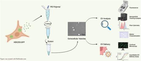 A simple scalable extracellular vesicle isolation method using polyethylenimine polymers for use in cellular delivery