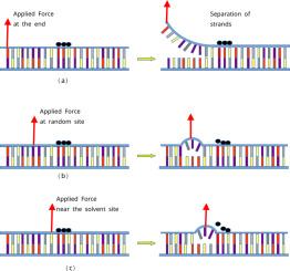 Force-induced unzipping of DNA in the presence of solvent molecules