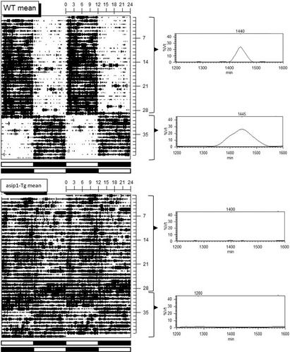 Role of melanocortin system in the locomotor activity rhythms and melatonin secretion as revealed by agouti-signalling protein (asip1) overexpression in zebrafish