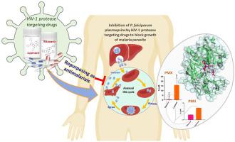 Inhibition of Plasmodium falciparum plasmepsins by drugs targeting HIV-1 protease: A way forward for antimalarial drug discovery