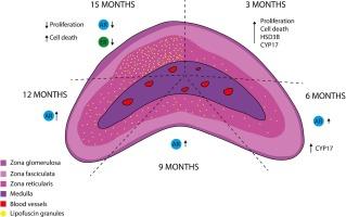 Aging effects in adrenal cortex of male Mongolian gerbil: A model for endocrine studies