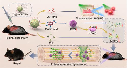 Engineered Multifunctional Zinc–Organic Framework-Based Aggregation-Induced Emission Nanozyme for Accelerating Spinal Cord Injury Recovery