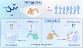 Assessing risk of Bombali virus spillover to humans by mutagenesis analysis of viral glycoprotein