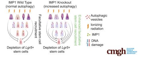 IGF2BP1/IMP1 Deletion Enhances a Facultative Stem Cell State via Regulation of MAP1LC3B