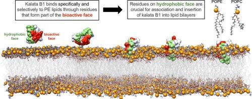 Molecular dynamics simulations support a preference of cyclotide kalata B1 for phosphatidylethanolamine phospholipids