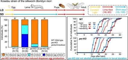 Significance of the clock gene period in photoperiodism in larval development and production of diapause eggs in the silkworm Bombyx mori