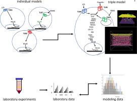 A computational and experimental approach to studying NFkB signaling in response to single, dual, and triple TLR signaling