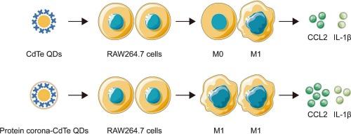 Protein corona exacerbated inflammatory response in macrophages elicited by CdTe quantum dots