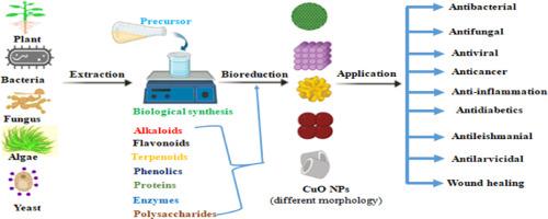 Green and cost-effective biofabrication of copper oxide nanoparticles: Exploring antimicrobial and anticancer applications