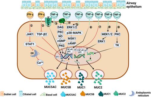 Characteristics of mucin hypersecretion in different inflammatory patterns based on endotypes of chronic rhinosinusitis