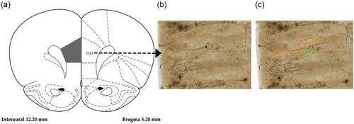 Quality not quantity: Deficient juvenile play experiences lead to altered medial prefrontal cortex neurons and sociocognitive skill deficits