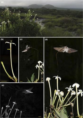 Pollination of Chamaepentas nobilis (Rubiaceae) by long-proboscid hawkmoths in south-central Africa: Trait mismatching and floral scent chemistry