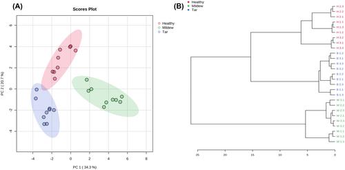 Application of sandpaper spray ionization mass spectrometry to comprehensively examine maple leaves infected with distinct fungi