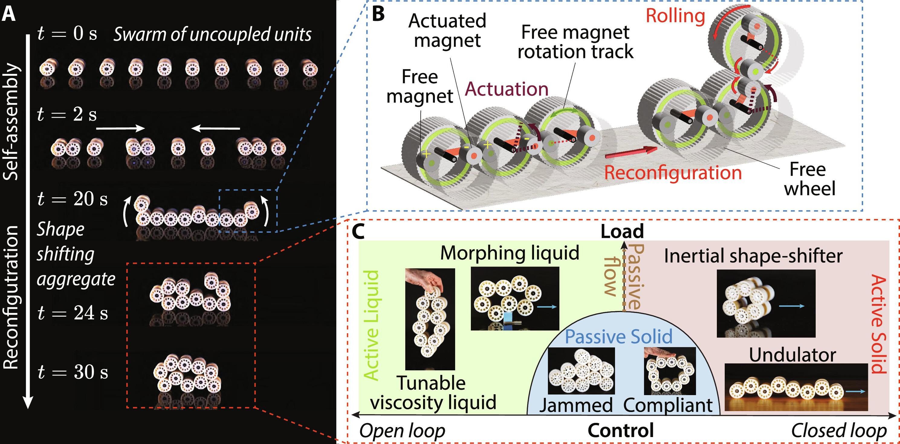 A self-organizing robotic aggregate using solid and liquid-like collective states