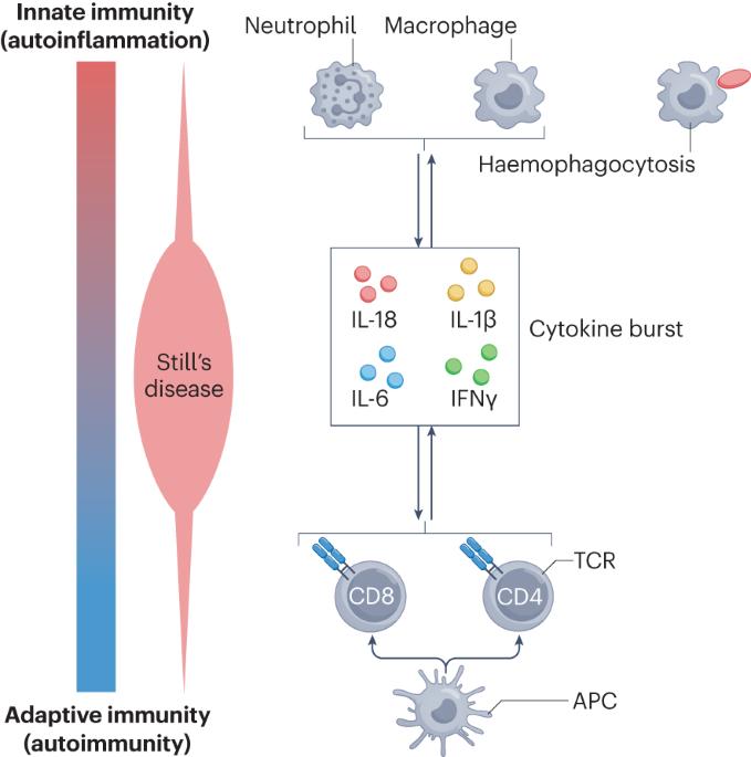 Recent advances and evolving concepts in Still’s disease