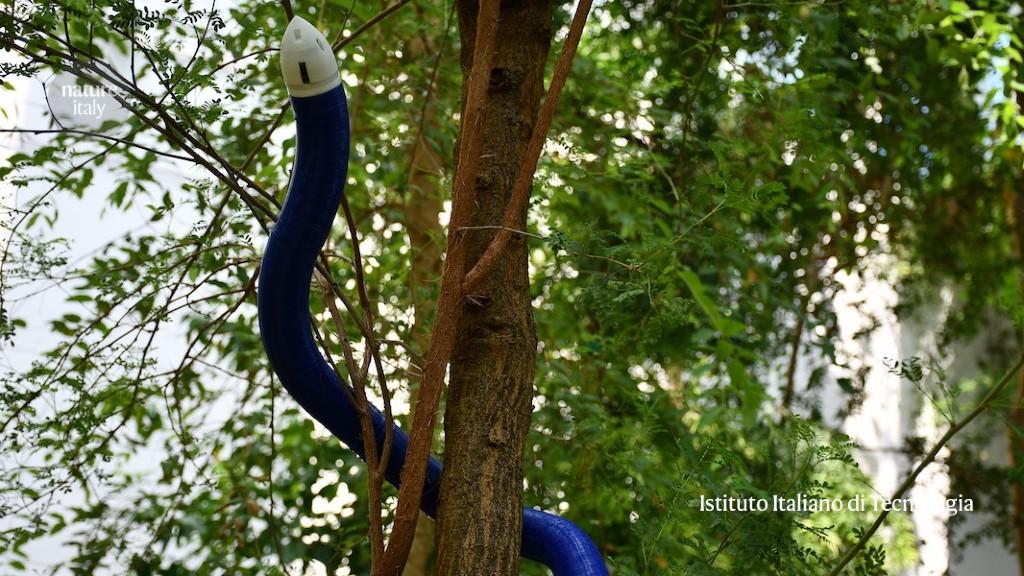 Self-growing robot copies the behaviour of climbing plants