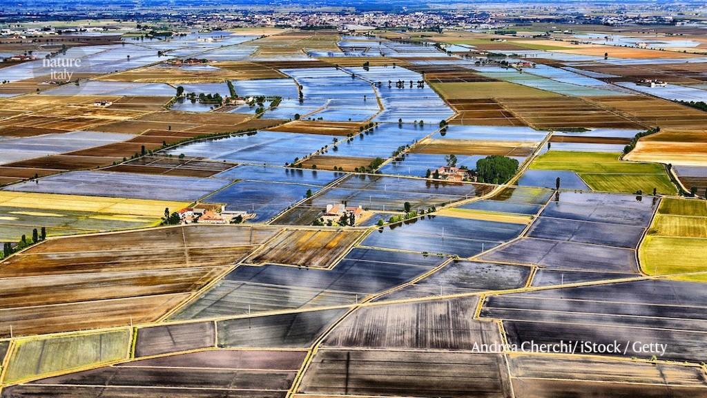 Green shoots of hope for Italy’s first gene-edited crop field trial