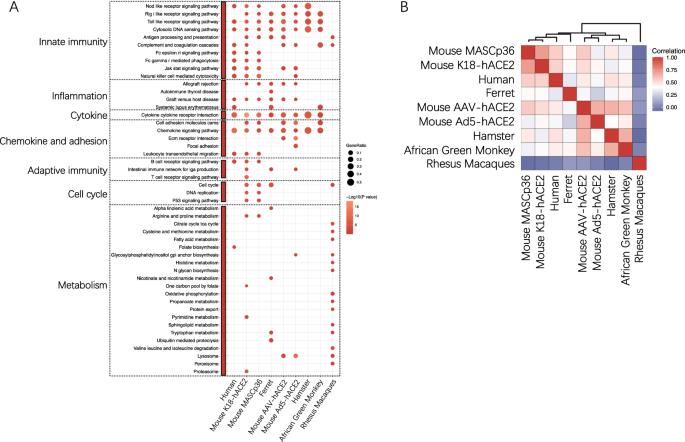 SARS-CoV-2 immunity in animal models