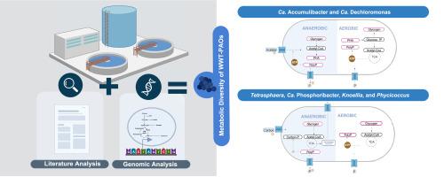 Demystifying polyphosphate-accumulating organisms relevant to wastewater treatment: A review of their phylogeny, metabolism, and detection