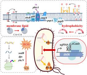 Identification of crucial roles of transcription factor IhfA on high production of free fatty acids in Escherichia coli