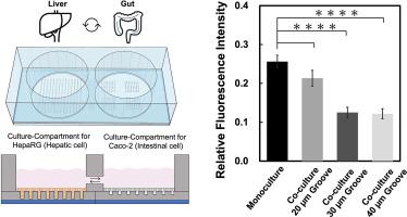 Gut-liver interaction study on an all-polydimethylsiloxane microfluidic device integrating intestinal paracellular permeability assay