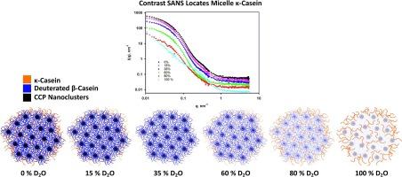 Structure of biomimetic casein micelles: Critical tests of the hydrophobic colloid and multivalent-binding models using recombinant deuterated and phosphorylated β-casein