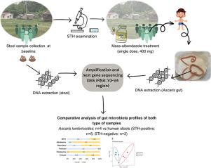 Ascaris lumbricoides harbors a distinct gut microbiota profile from its human host: Preliminary insights