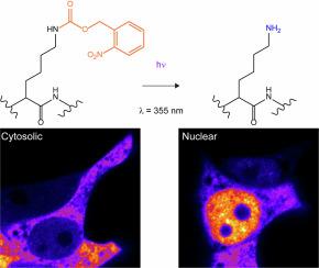 Genetically encoded lysine photocage for spatiotemporal control of TDP-43 nuclear import